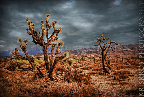 Tempe Images
